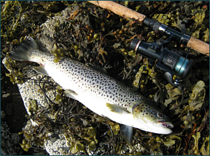 sea trout fishing