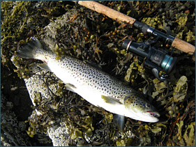 Skye Sea Trout